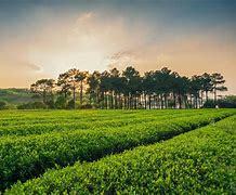 宜興西渚鎮網站建設 探索智慧鄉鎮發展的新路徑與未來展望